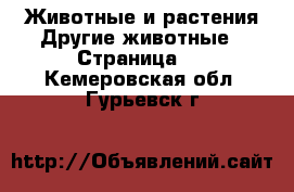 Животные и растения Другие животные - Страница 3 . Кемеровская обл.,Гурьевск г.